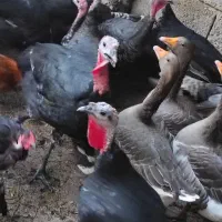 بوقلمون|حیوانات مزرعه|کازرون, |دیوار