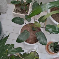 گل طبیعی با گلدان وخاک برگ گلخونه ای|گل و گیاه طبیعی|ایذه, |دیوار