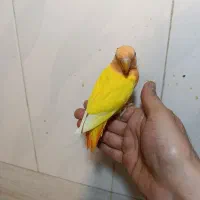 جوجه کوتوله دستی