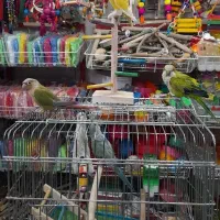 کلکسیون پرندگان طوطیاهشتگرد