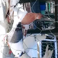 کفتر
