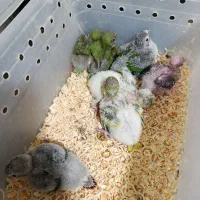 جوجه راهب و برزیلی