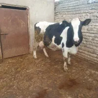 گاو شیری|حیوانات مزرعه|قزوین, |دیوار