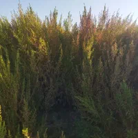 جارو|جاروبرقی، جارو شارژی، بخارشو|اسفراین, |دیوار