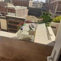 طوطی کوتوله برزیلی|پرنده|کرمان, |دیوار