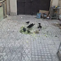 جوجه  ۱۰ پا پر و ۱مادر پاپر ۱ مرغ گلم