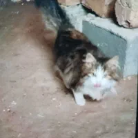 گربه