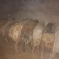 ۷راس میش وبره گیلانغرب|حیوانات مزرعه|گیلان غرب, |دیوار