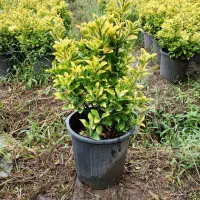 شمشاد طلایی سطل ۱۰|گل و گیاه طبیعی|کلاچای, |دیوار