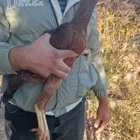 طاقچه مرغ لاری ایژی|حیوانات مزرعه|تربت جام, امام|دیوار