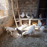 ده تا حیوون یه جایی|پرنده|ساوه, |دیوار
