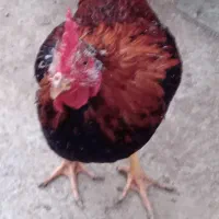 خروس|حیوانات مزرعه|ارومیه, |دیوار