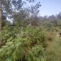 فروش۲۸۰۰متر زمین/کاربری مسکونی/اطاقور/ویو دار|فروش زمین و ملک کلنگی|اطاقور, |دیوار