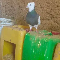 طوقی اجوری ماده|پرنده|تربت‌حیدریه, جانبازان|دیوار