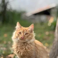 دنبال سرپرست برای بچه گربه سه ماهه