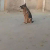 سگ ژرمن اصل