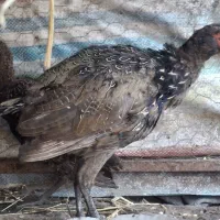 مرغ و خروس پاکستانی|پرنده|ساری, |دیوار