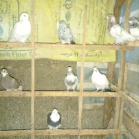 کبوتر جوان اماده