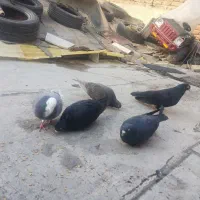 کبوترای قطعه دار|پرنده|ارومیه, |دیوار