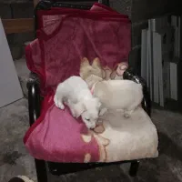 حیوان|سگ|رشت, عینک|دیوار