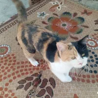 خانگی خیلی باهوش و آرام