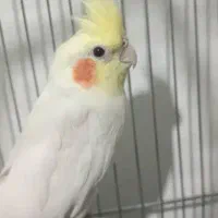 عروس هلندی|پرنده|بهمن صغاد, |دیوار