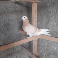 ۳تا نر بایه ماده