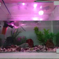 آکواریوم شرکتی لبه خم ۱۰۰لیتری کاملا سالم