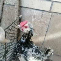 مرغ گلین