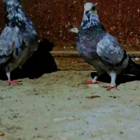 کبوتر پرشی|پرنده|رشت, توشیبا|دیوار