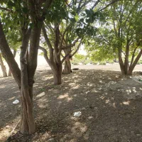 زمین دو و نیم هکتار|فروش دفتر صنعتی، کشاورزی، تجاری|شیراز, داریون|دیوار