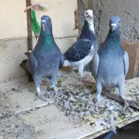 بورمگس|پرنده|نازیل, |دیوار