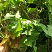 گل طبیعی وشاداب|گل و گیاه طبیعی|قوچان, |دیوار