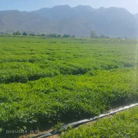 فروش زمین کشاورزی|فروش دفتر صنعتی، کشاورزی، تجاری|شیراز, ظفرآباد|دیوار