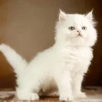 گربه هایی با نژادهای لوکس و اصیل A.F