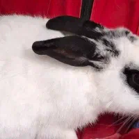 خرگوش|موش و خرگوش|قیدار, |دیوار