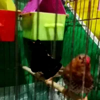 اورنج درجه یک|پرنده|بندر ماهشهر, |دیوار