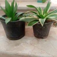 گل آپارتمانی