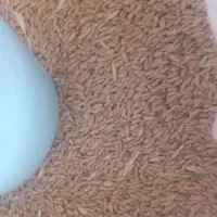 گندم دیم مال کلات