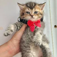 بریتیش ny 25|گربه|کرج, فاز ۱ مهرشهر|دیوار