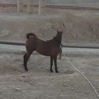 مادیان|اسب و تجهیزات اسبسواری|خرمآباد, |دیوار