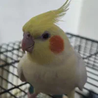 عروس هلندی ماده|پرنده|الوند, |دیوار