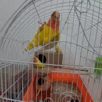 فروش طوطی برزیلی بالغ سالم