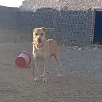 فروشی|سگ|فردوس (خراسان), |دیوار