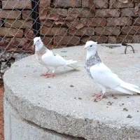 نر ماده طوقی معاوضه هم دارم|پرنده|خرم‌آباد, |دیوار