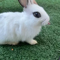 فروش خرگوش مینیاتوری ۵ ماهه