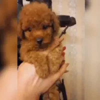 سگ پودل|سگ|اهواز, بهارستان|دیوار