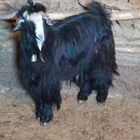 بزغاله دوبری|حیوانات مزرعه|فریدونشهر, |دیوار