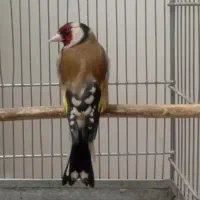 سهره نر مست دهن زنگی  قرص