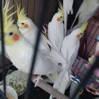 یازده عروس هلندی